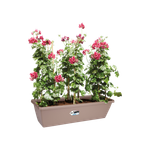 barcelona xl 60cm taupe